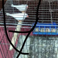 فروش و معاوضه