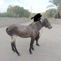 کره نریان فروشی