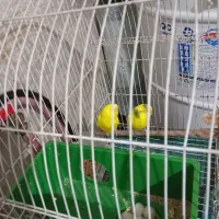 مرغ عشق|پرنده|رشت, سلیمانداراب|دیوار