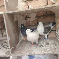 کبوتر|پرنده|سرپل ذهاب, |دیوار