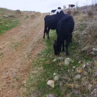 گاو محلی ماده|حیوانات مزرعه|مرادلو, |دیوار