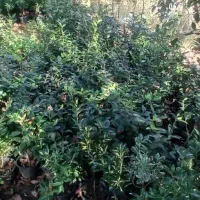 گلدانی|گل و گیاه طبیعی|رحیمآباد, |دیوار