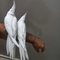 عروس هلندی مولدالبینوخالص باجوجه معاوضه ملنگوماده|پرنده|خمین, |دیوار