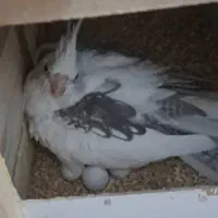 عروس هلندی|پرنده|نظرآباد, نظرآباد|دیوار