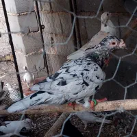 جفت نروماده سار وماده سوسک