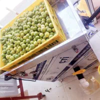 فروش دستگاه آبگیری لیمو و غوره