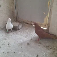 کبوتر کرمونی ماده پرشی وجفتگاه