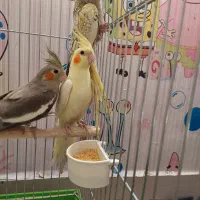 عروس هلندی خوشرنگ لوتینو مرواریدی سینامون دون خور|پرنده|اهواز, کوی جانبازان(دانش)|دیوار