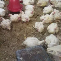 مرغ گوشتی زنده ،پرکنی وتمیزکردن رایگان،زرقان