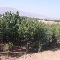 باغ کشاورزی تفریحی ۴۰۰متر پل زمانخان|فروش دفتر صنعتی، کشاورزی، تجاری|اصفهان, بوستان زاینده رود|دیوار