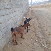 بز آلپاین|حیوانات مزرعه|تایباد, |دیوار