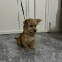 سگ پا کوتاه|سگ|اهر, |دیوار