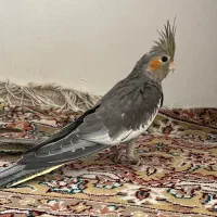 عروس هلندی ۵ ماهه|پرنده|نظرآباد, نظرآباد|دیوار