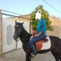 اسب دره شو|اسب و تجهیزات اسبسواری|فسا, |دیوار