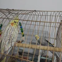 یک جفد عروس هلندی|پرنده|قم, نیروگاه|دیوار