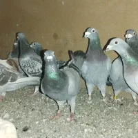 کبوتر دوبر پلاکی مسافتی ۱۴ عدد نر و ماده