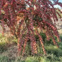آب وزمین فروشی