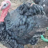 بوقلمون و قو غاز