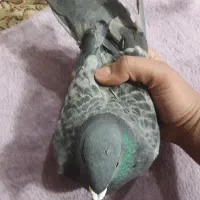 کفتر یا کبوتر