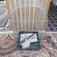 قفس پرنده