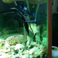 یه جفت ماهی آنجل|ماهی|وحیدیه, |دیوار