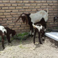 بز پاکستانی دوقلو
