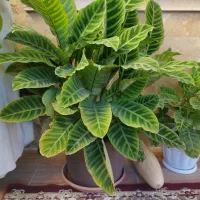 گل مارانتا بزرگ و کوچیک