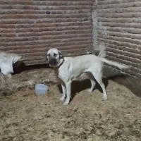 سگ م|سگ|مراغه, |دیوار