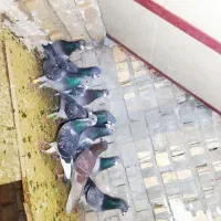 کفتر پلاکی دسته13تای همه نر مال اهواز