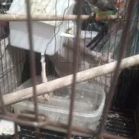 پرنده فنج ۲۰۰تومن