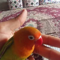 طوطی کوتوله