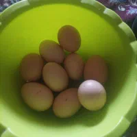 تخم‌مرغ محلی