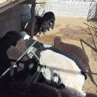 کود گوسفندی صددرصد خالص در گلدشت