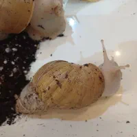 حلزون‌