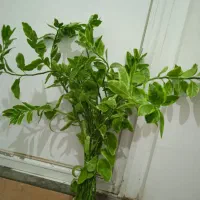 گل پدیلانتوس طبیعی ابلق