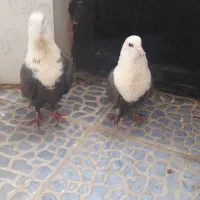 کفتر کربلای