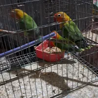 طوطی برزیلی|پرنده|کیش, |دیوار