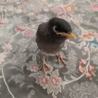 جوجه مینا