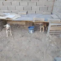 ۲ تا توله خراسانی درجه ۱