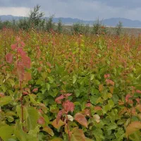 وایقان نهال فروش انواع نهال اصلاح شده|خدمات باغبانی و درختکاری|شبستر, |دیوار