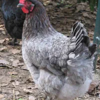 تخم نطفه دار مرغ تخم گذار آیسبار فرانسوی|حیوانات مزرعه|لاهیجان, قیام|دیوار