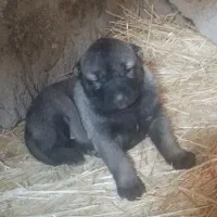 حیوان واگذاری