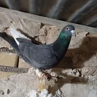 کبوتر|پرنده|مشهد, کلاته برفی|دیوار