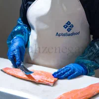 فروش عمده قزل آلا