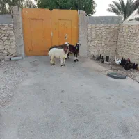 بره نر جم|حیوانات مزرعه|جم, |دیوار