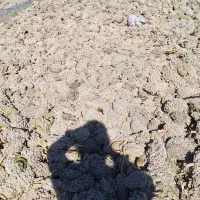 ذرت واسه ارد خوراک دام|لوازم جانبی حیوانات|ریگ ملک, |دیوار