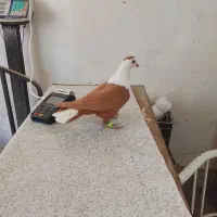 کبوتر کلاغ کله