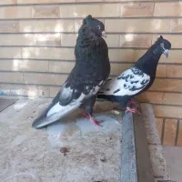 کفتر سینه|پرنده|شیراز, اصلاح‌نژاد|دیوار