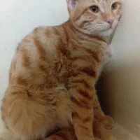 گربه های ۶ ماهه