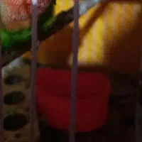 گمشده طوطی برزیلی دراهرم